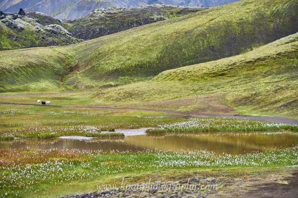 1408_Landmannalaugar_63