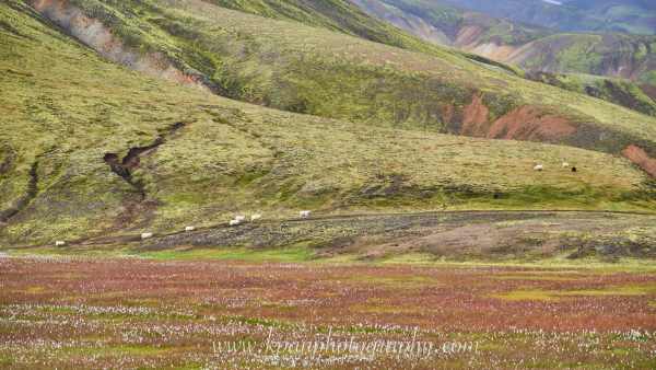 1408_Landmannalaugar_68