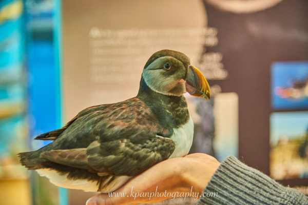 1409_Vestmannaeyjar_03