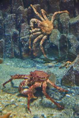 1409_Vestmannaeyjar_07