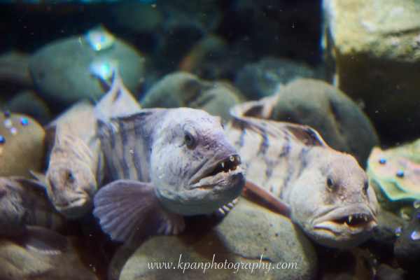 1409_Vestmannaeyjar_08