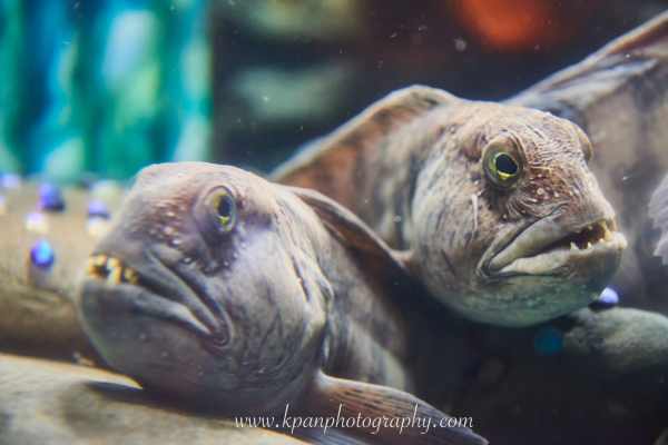 1409_Vestmannaeyjar_09