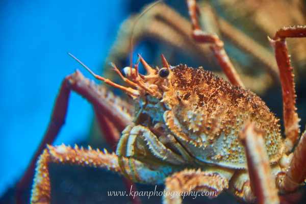 1409_Vestmannaeyjar_11