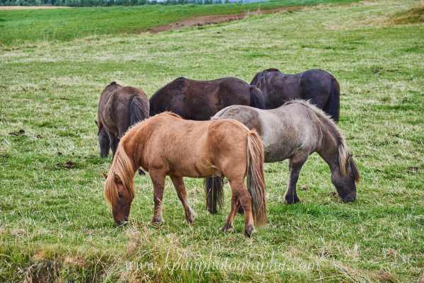 1408_Icelandic-horses_01