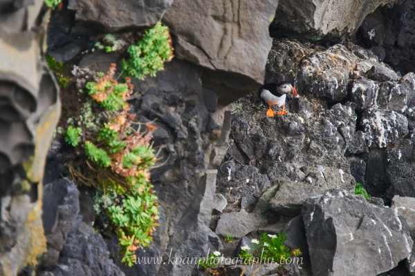 1408_Puffins_01