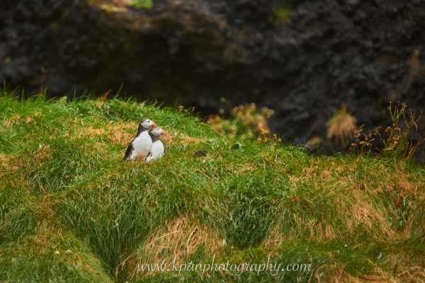 1408_Puffins_02