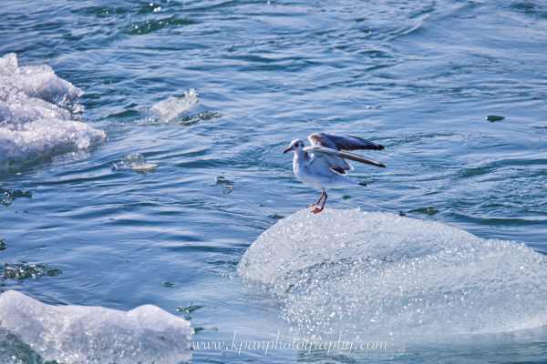 2409_Bonaartes-Gull_06