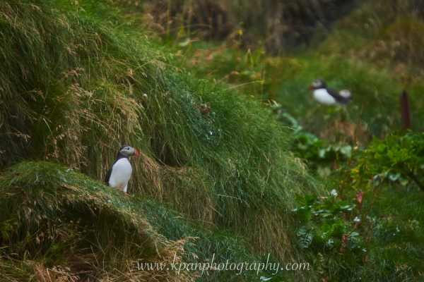 2409_Puffins_08