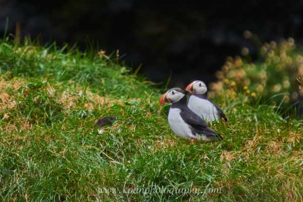 2409_Puffins_14