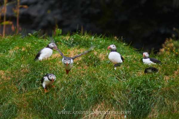 2409_Puffins_17