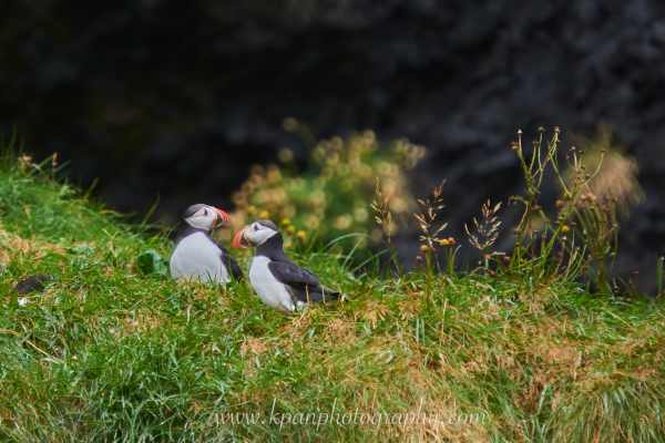2409_Puffins_18