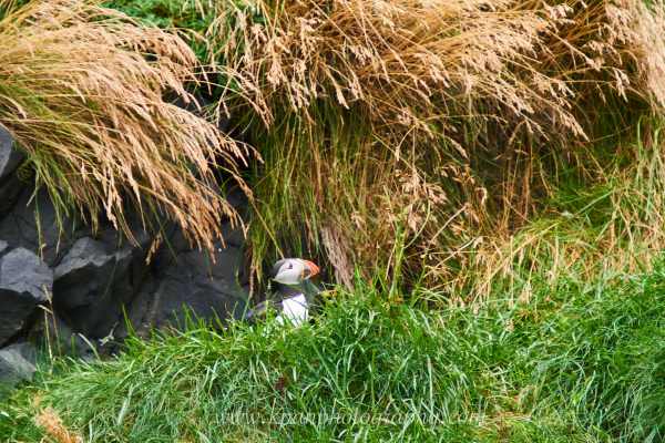 2409_Puffins_21