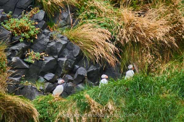 2409_Puffins_22