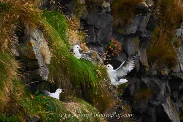 2409_Seagulls_02