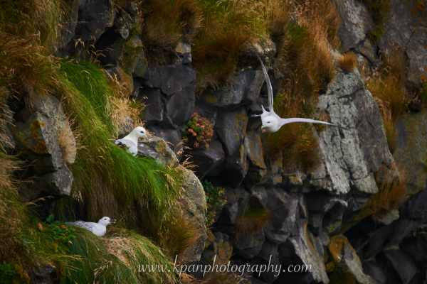 2409_Seagulls_03