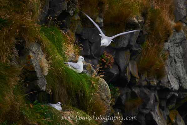 2409_Seagulls_04