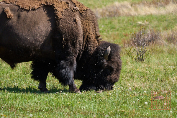 2205_Montana_093
