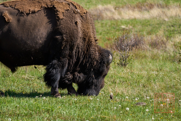 2205_Montana_094