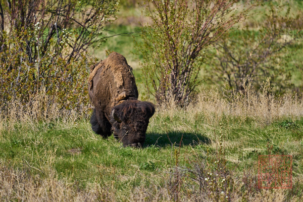 2205_Montana_096