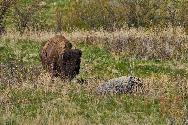 2205_Montana_097