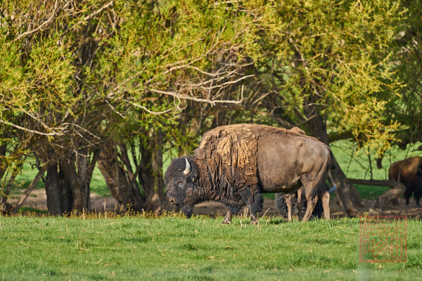 2205_Montana_111