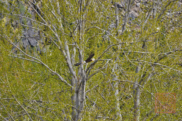 2205_Montana_119