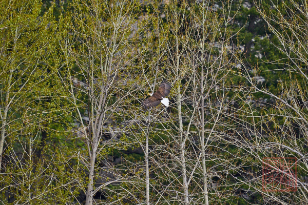 2205_Montana_126