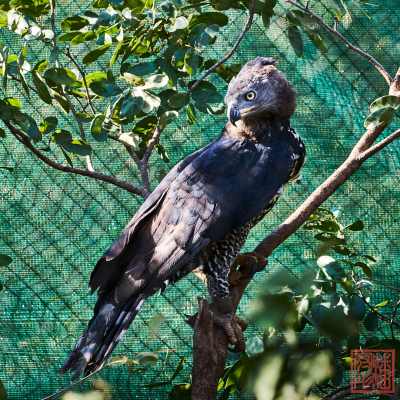 050323-birds_01