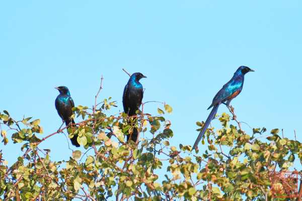 050423-birds_10