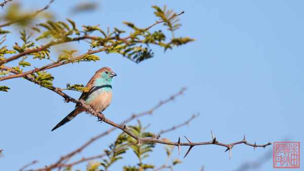 050423-birds_13