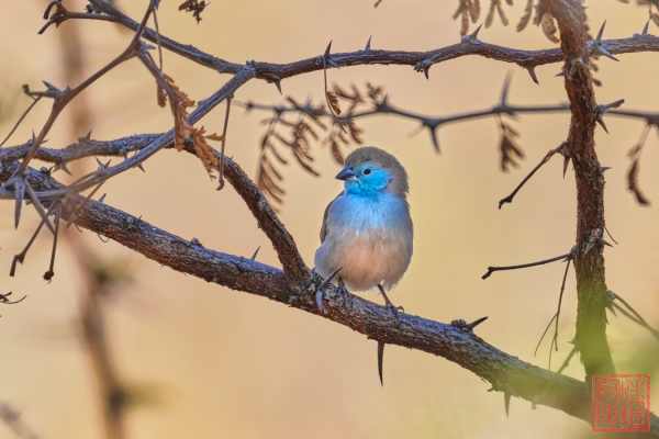 050423-birds_14