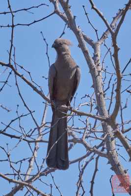 050523-birds_05