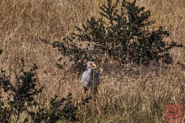 050523-birds_07
