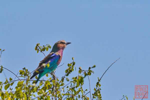 050523-birds_08