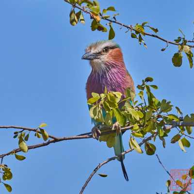 050523-birds_09