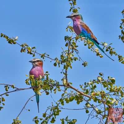 050523-birds_10