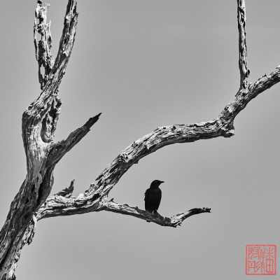 050523-birds_11