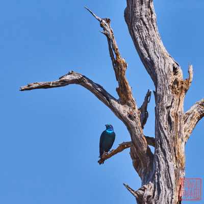 050523-birds_12