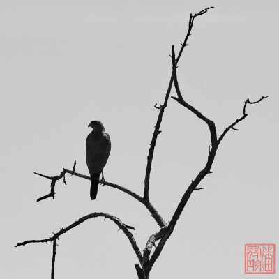 050523-birds_13