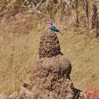 050523-birds_14