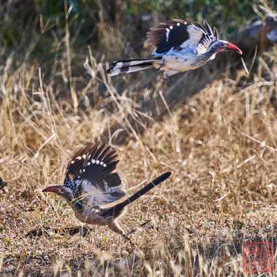 050523-birds_16