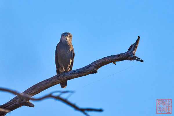 050523-birds_18