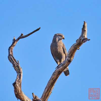 050523-birds_19