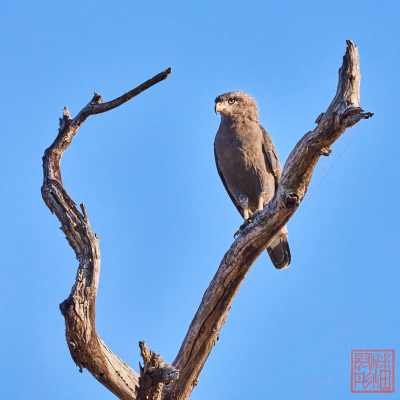 050523-birds_20