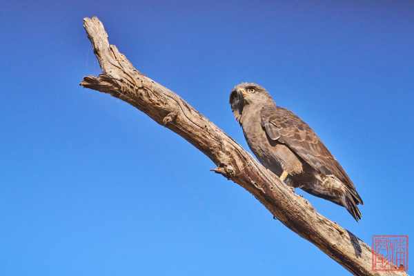 050523-birds_21