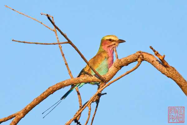 050523-birds_22
