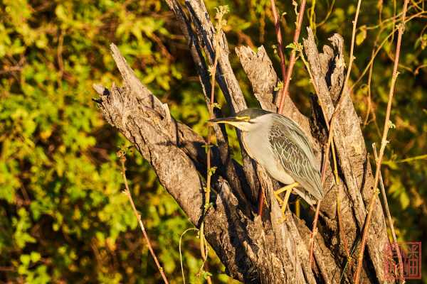 050623-bird_01