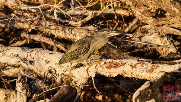 050623-bird_02