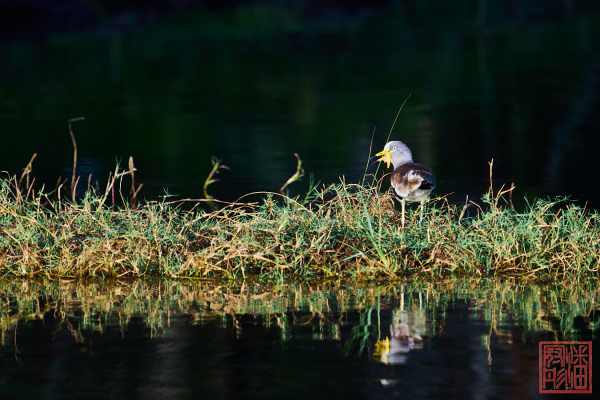 050623-bird_03