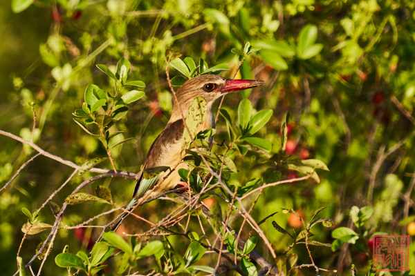 050623-bird_06